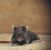 Stevensburg Rodent Exclusion by Bradford Pest Control of VA